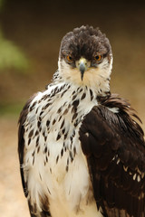 Portrait of an African Hawk Eagle