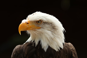 Portrait up of a Bald Eagle