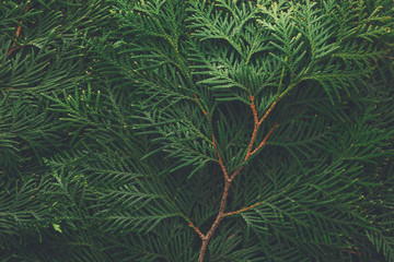 Green thuja tree branches background © Prostock-studio
