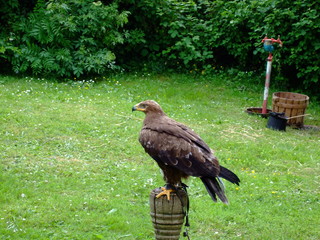 Fototapeta premium Adler