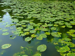 Seerose