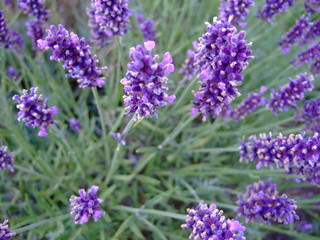 Obraz premium Lavendel