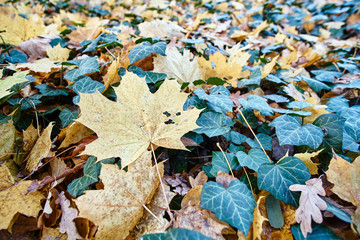 Maple leaf lying on the ground during autumn in a city park in Poland.