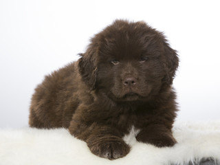 Newfoundland dog puppy portrait. The puppy is 7 weeks old fluffy dog. Image taken in a studio with white background.