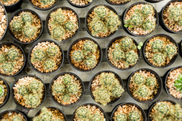 Home and garden decoration with cactus.