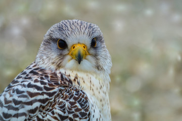 Gerfalke im Winter (Portrait)