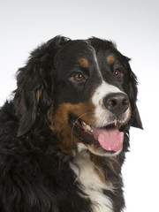 Bernese mountain dog in a studio. Image taken with white background. Big and beautiful dog.