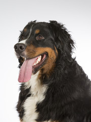Bernese mountain dog in a studio. Image taken with white background. Big and beautiful dog.