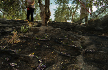 Couple of workers, a man and a woman, in the olive harvest. Picking olives in Seville, Andalusia, Spain.