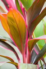 Cordyline leaves Cordyline fruticosa, Cordyline terminalis or Ti plant, Red leaf texture background