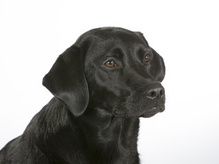 Black labrador dog portrait. Image taken in a studio with white background.