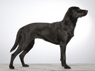 Black labrador dog portrait. Image taken in a studio with white background. Side portrait. Standing dog.