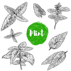 Set of spearmint herb illustration isolated on white background