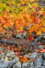 Colores otoñales en las viñas