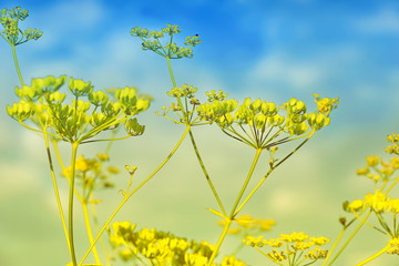 Obraz premium blossoms dill close-up blue-yellowish golden blurred background