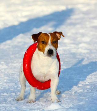 Jack Russell Terrier posing with a puller dressed on his neck. A white dog with a red head is standing on the snow. Funny puppy plays in the winter on the street. Vertical image.