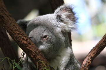 Fototapeta premium Cute koala sitting in tree branch