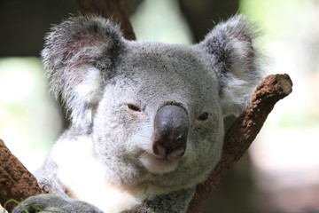 Cute koala sitting in tree branch