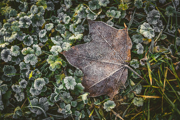 Morning frost on grass.