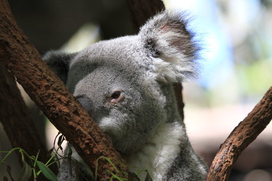 Cute koala sitting in tree branch