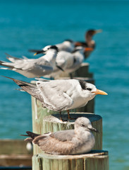 Royal tern resting / Royal tern resting on a tropical beach piling with other seabirds on a sunny, warm day on the Gulf of Mexico
