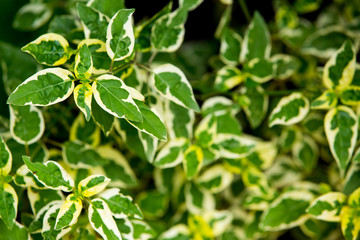 Fototapeta na wymiar Green leaf texture background, Green pattern