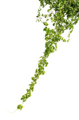 plant isolated ivy green vine climbing tropical. Clipping path