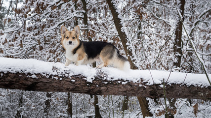 Naklejka premium Dog Welsh Corgi Pembroke on a walk in the winter forest.