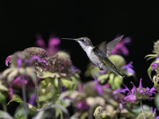 Female Ruby-throated Hummingbird Drinking Nectar from Red Bee Balm Flower 