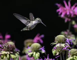 Female Ruby-throated Hummingbird Drinking Nectar from Red Bee Balm Flower 