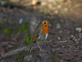 Robin