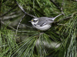  Black-throated Gray Warbler Perched in Pine Tree