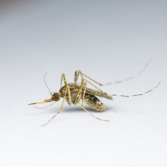 aedes mosquito on white background