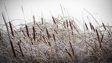 winter, frost, nature landscape on the grass covered with frost and snow