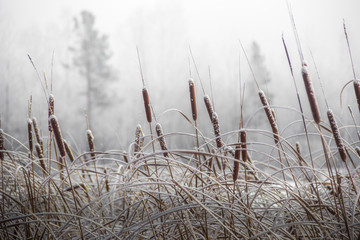 winter, frost, nature landscape on the grass covered with frost and snow