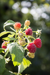 Obraz na płótnie Canvas In the summer on raspberry bush ripe berries.