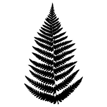 Fern leaf. Black isolated silhouette on white background. Vector illustration.