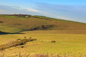 Fototapeta premium Green Sussex Landscape
