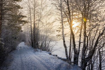 Winter road in the snowy forest