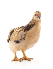 Young brown chicken.