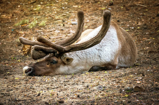 Deer hunting in a wild forest