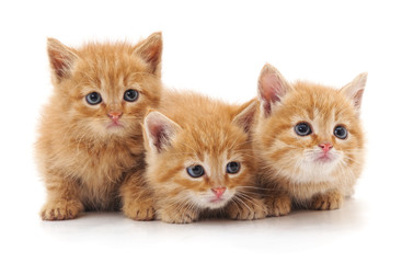 Obraz premium Trzy czerwone koty.