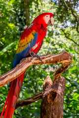 Macaws in Iguazu Falls Bird Park, Brazil.