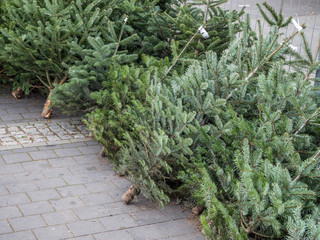 Weihnachtsbaumverkauf Baumarkt