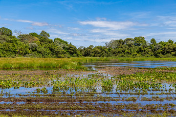 Pantanal in Brazil
