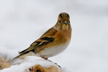 Brambling (Fringilla montifringilla) on the winter bird feeder.