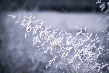 winter, frost, nature landscape on the grass covered with frost and snow