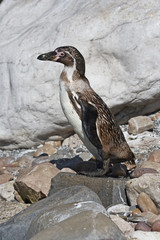 Humboldt Penguin