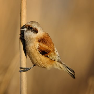 European penduline tit (Remiz pendulinus) on a beautiful background