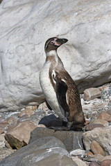 Humboldt Penguin